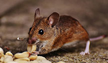 24 Hour & Emergency Exterminators in Level Corner, PA